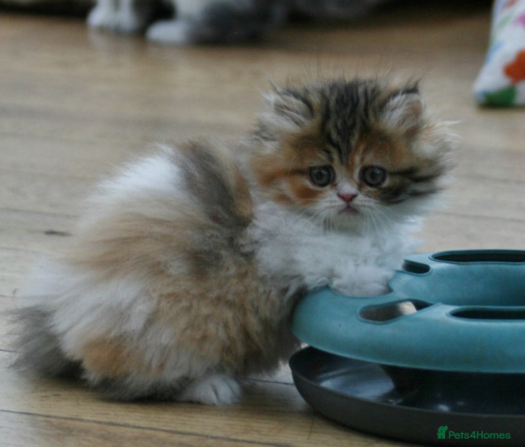 Exotic cats for sale: Beautiful Exotic Pedigree Kittens - Image 11