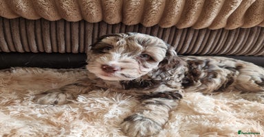 Sproodle dogs - Advert 5