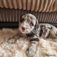 Sproodle dogs - Advert 2