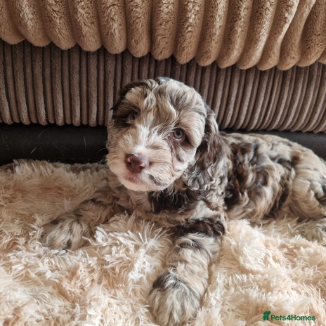 Sproodle dogs - Advert 16