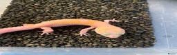 Leopard Gecko reptiles for sale: Baby leopard geckos cb25 - Advert 1