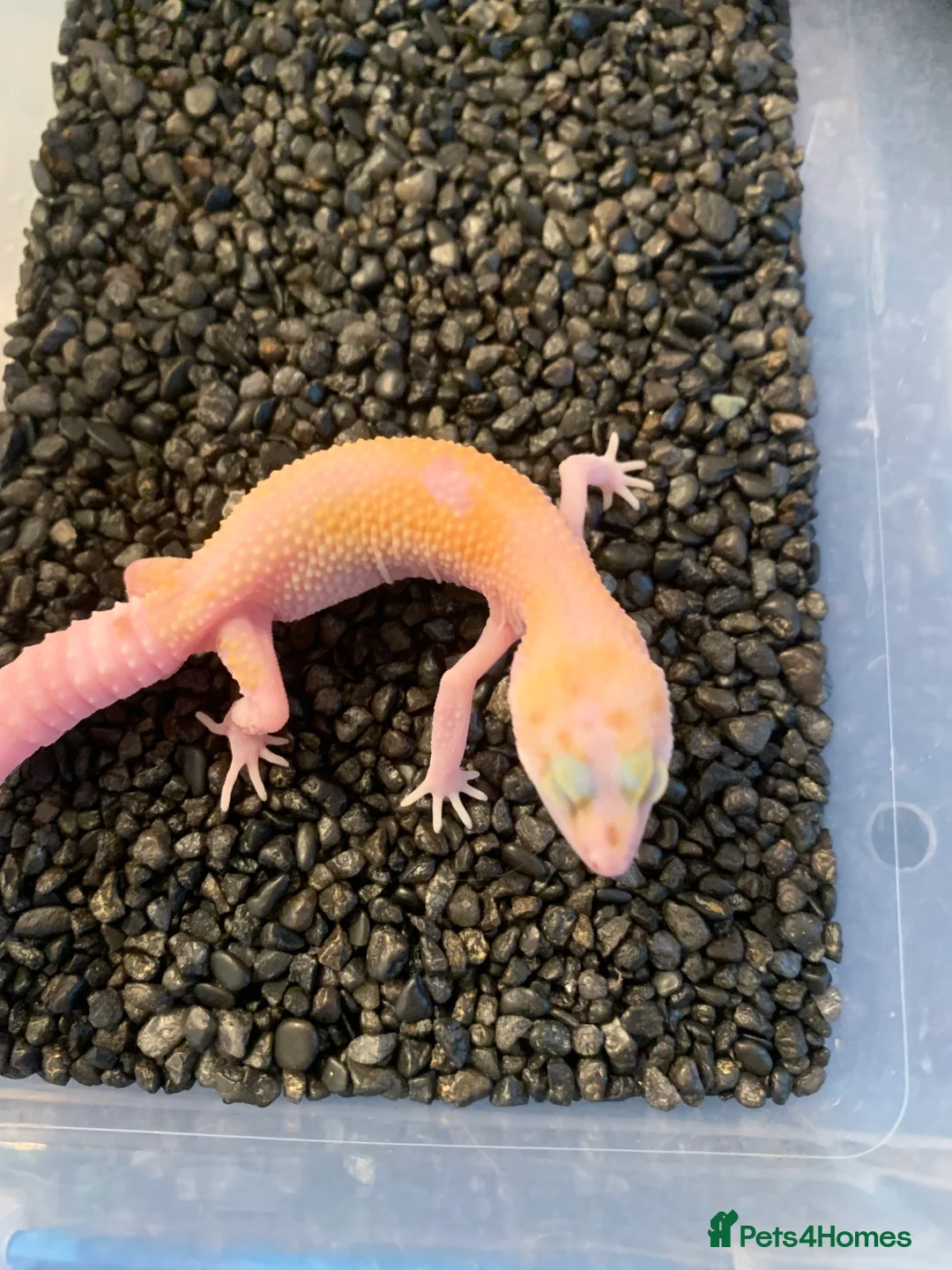 Leopard Gecko reptiles for sale: Baby leopard geckos cb25 - Advert 1