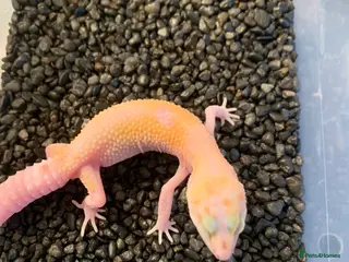 Leopard Gecko reptiles Baby leopard geckos cb25 - Advert 6