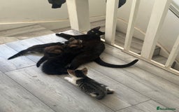 British Shorthair cats for sale: Ready for love - Image 13