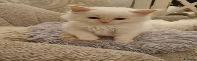 Ragdoll 5