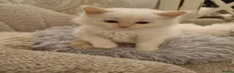 Ragdoll cats for sale: Health tested pure ragdoll  kittens  - Advert 37