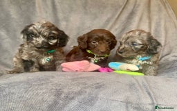 Cockapoo dogs for sale: F1 PRA CLEAR Cockapoo puppies  - Image 1
