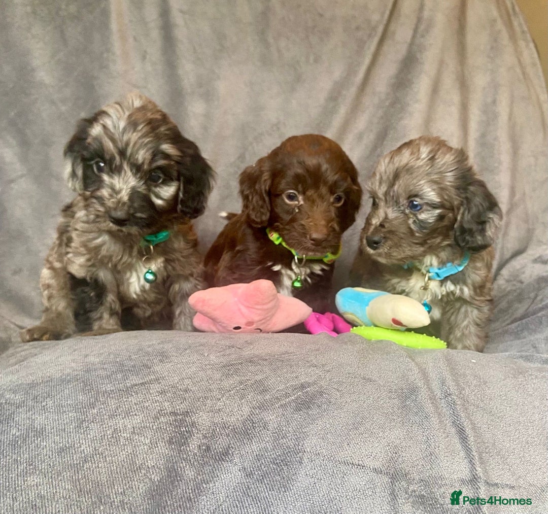 Cockapoo dogs for sale: F1 PRA CLEAR Cockapoo puppies  - Image 1
