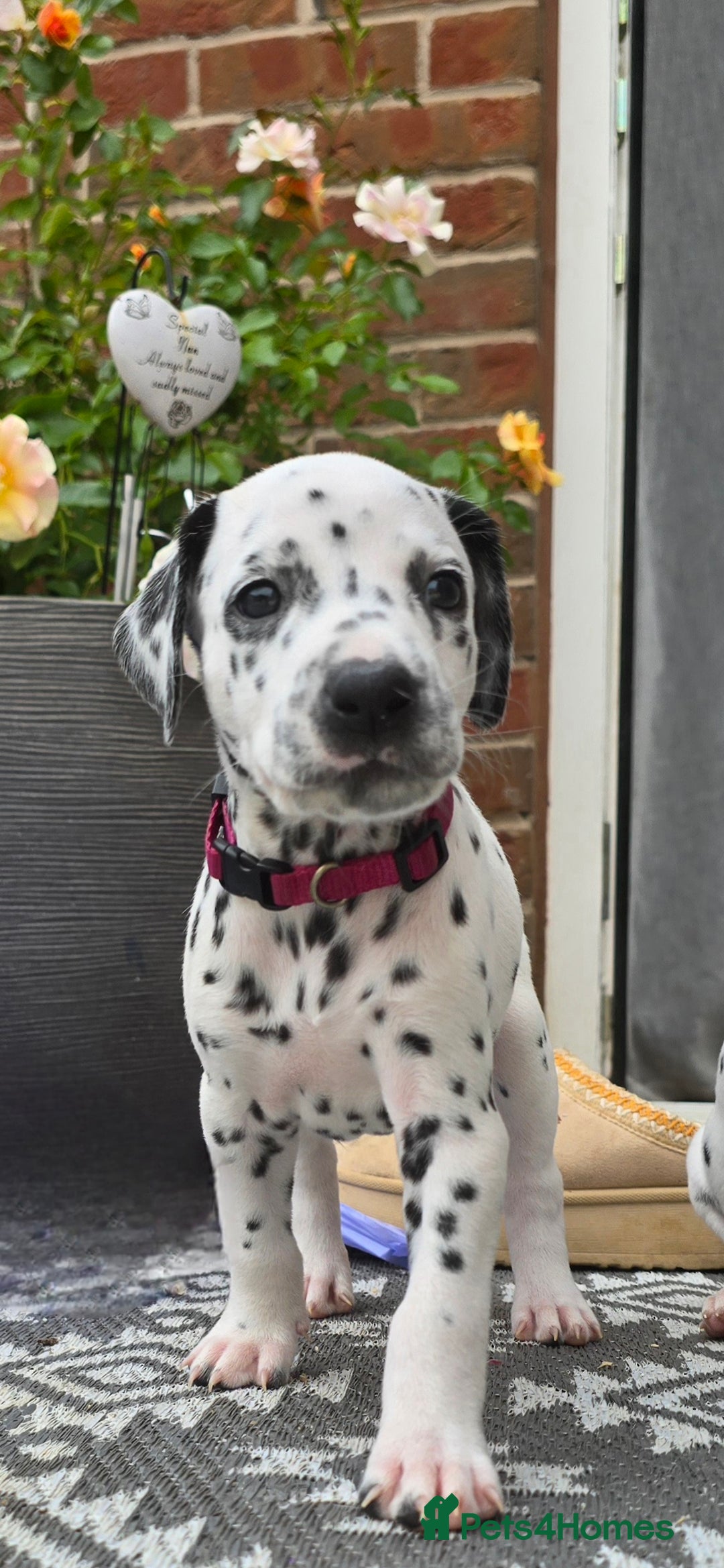 Dalmatian dogs for sale: Ready to leave 17th august in Banbury - Image 14