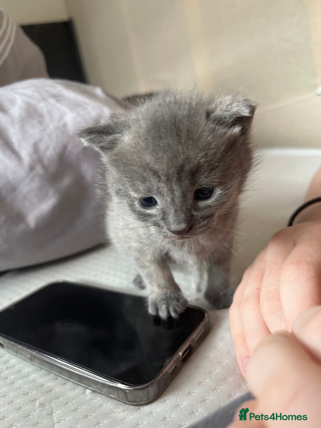 Mixed Breed cats for sale: Grey kittens  - Image 13