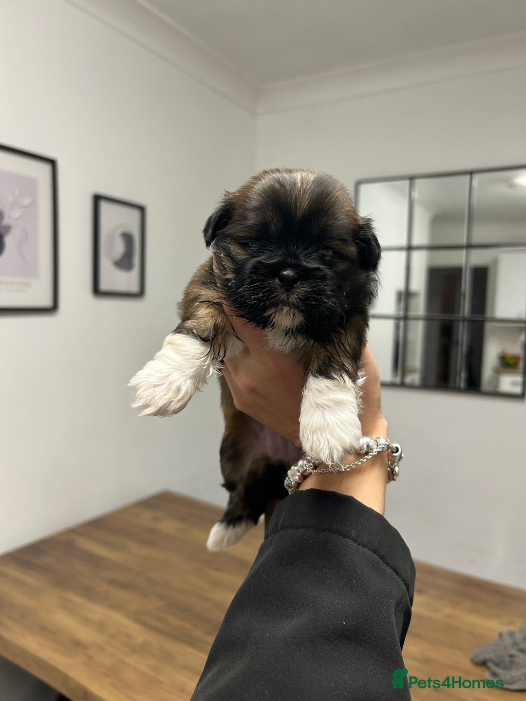 Lhasa Apso dogs for sale: Lhasa apso puppies  - Image 13