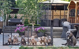 American Bully dogs for sale: 9 week old pocket bully pups, well known bloodline - Image 16