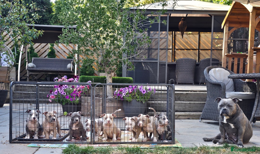 American Bully dogs for sale: 9 week old pocket bully pups, well known bloodline - Image 16