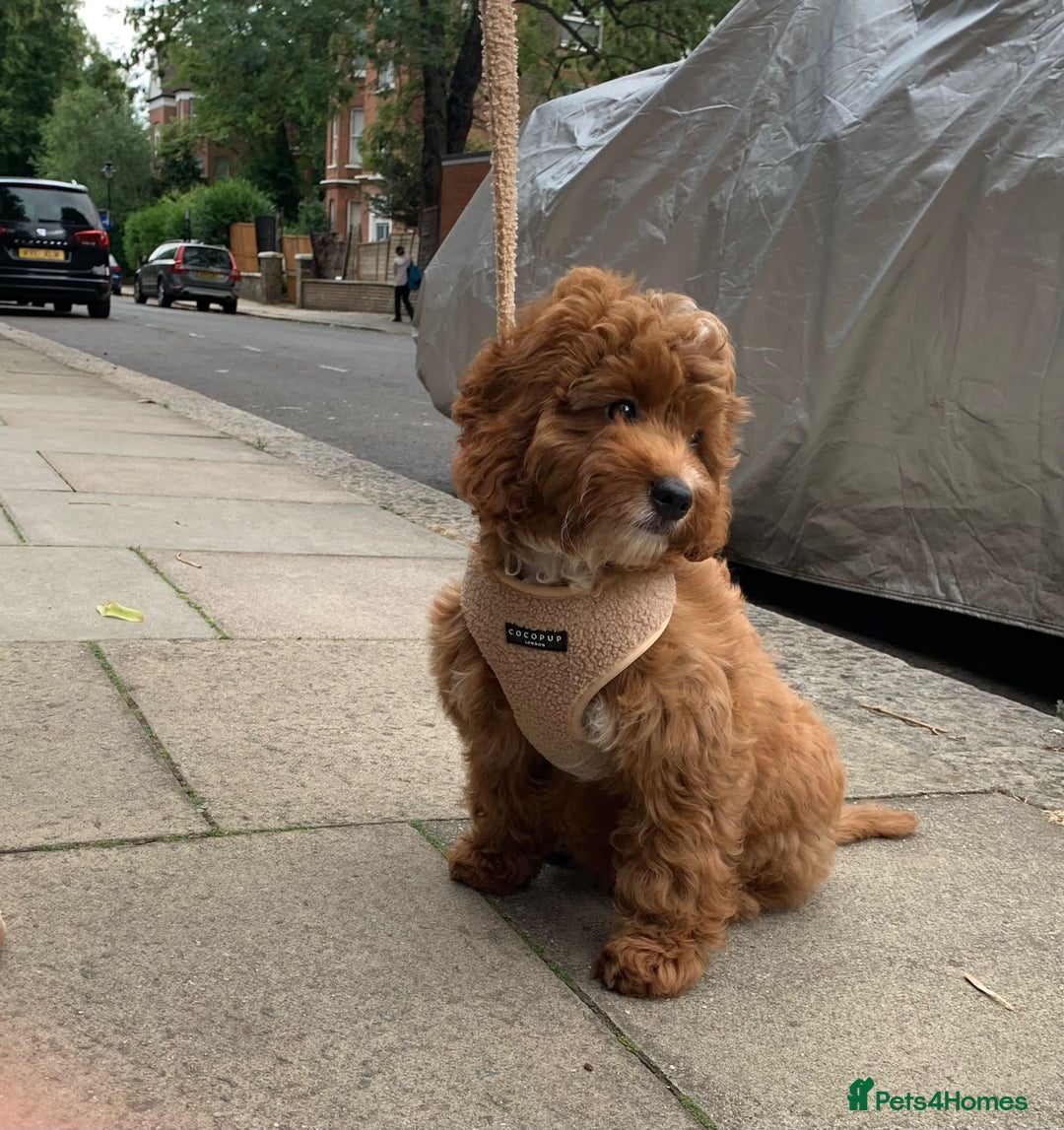 Toy Poodle dogs for stud: EXTENSIVELY HEALTH TESTED TOY POODLE STUD TYSON🌹 in Sheerness - Advert 36