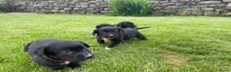 Mixed Breed dogs for sale: Sprollie pups for sale! - Advert 2