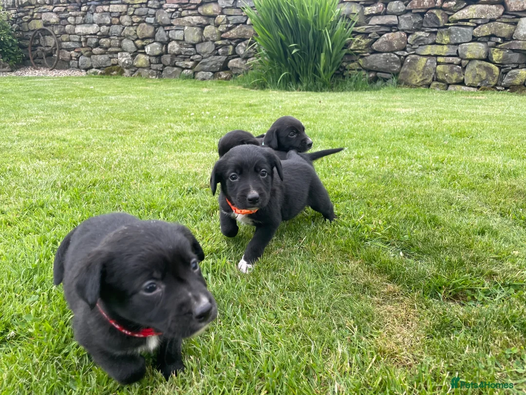 Mixed Breed dogs for sale: Sprollie pups for sale! - Advert 2