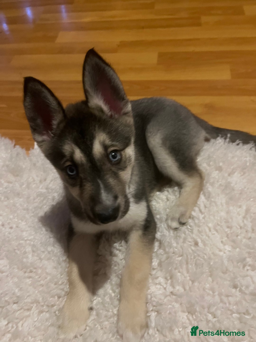 Huskita dogs for sale: Huskita 8 weeks puppy - Advert 5