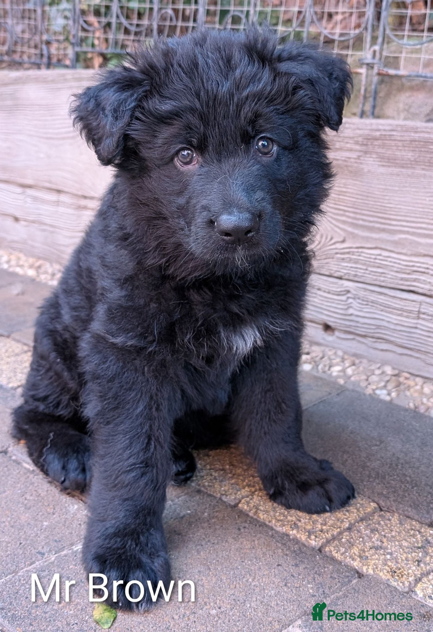 German Shepherd dogs Beautiful longhaired German Shepherds - Advert 5