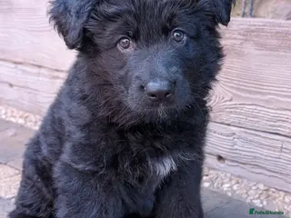 German Shepherd dogs Beautiful longhaired German Shepherds - Advert 5