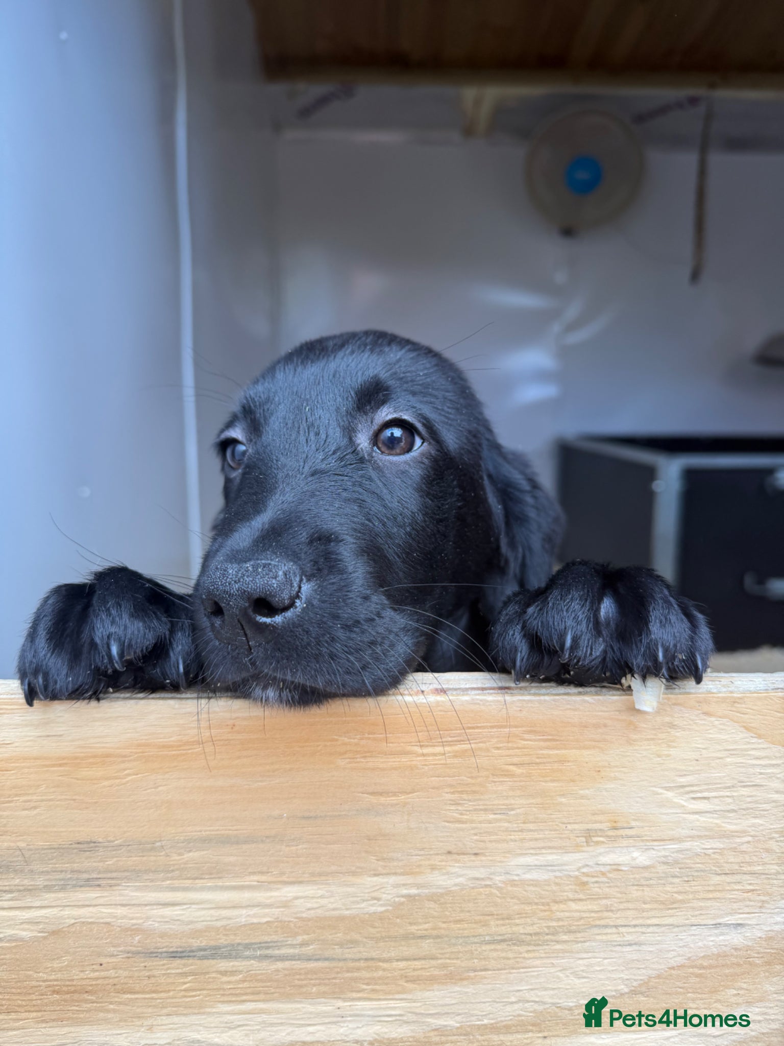 Goldador dogs Stunning Puppies  Ready For Their Forever Homes - Advert 11
