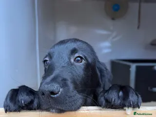 Goldador dogs Stunning Puppies Ready For Their Forever Homes - Advert 11