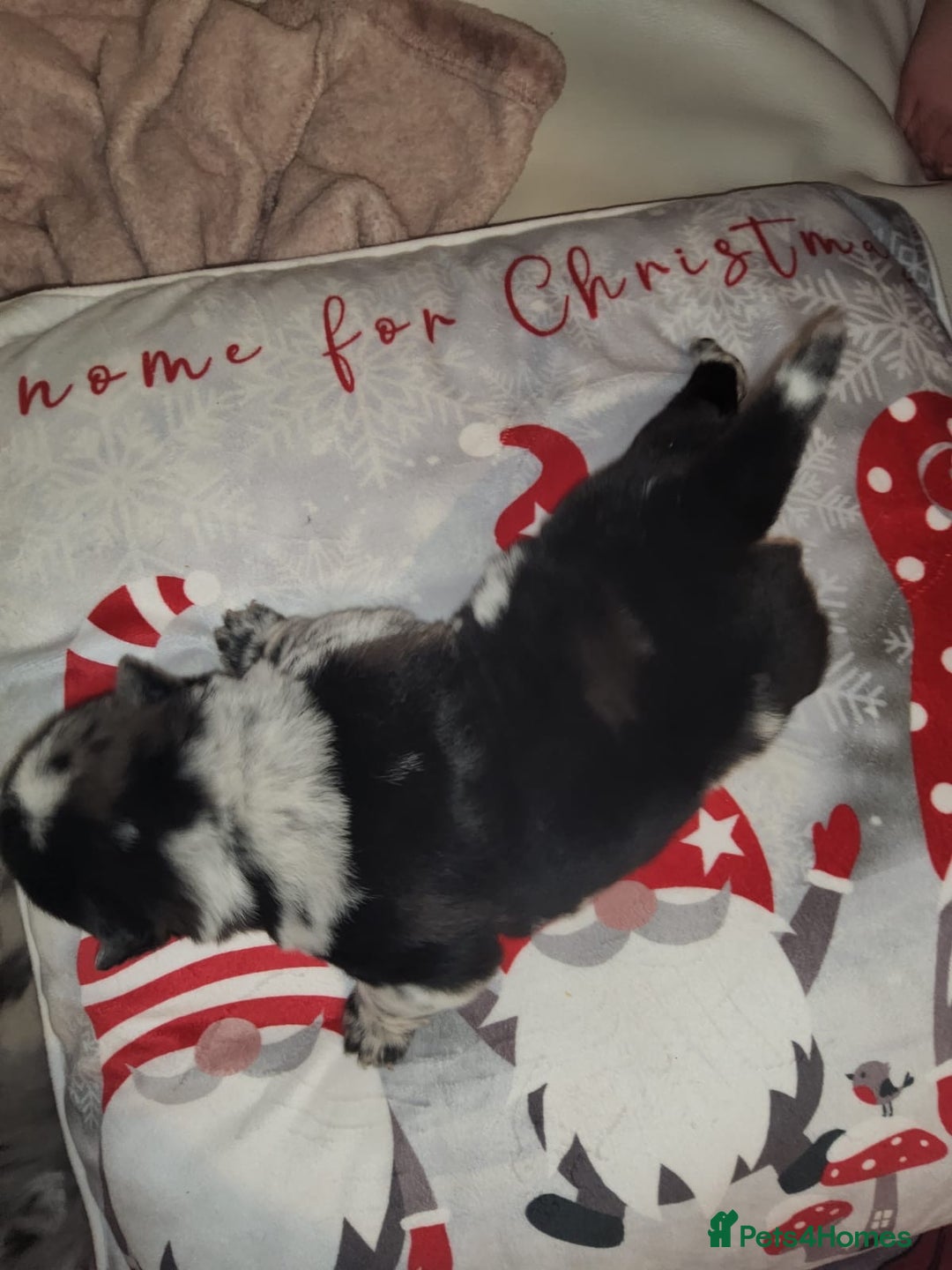 Chow Chow dogs for sale: 5 beautiful Merle rainbow chow chow puppies  - Advert 12