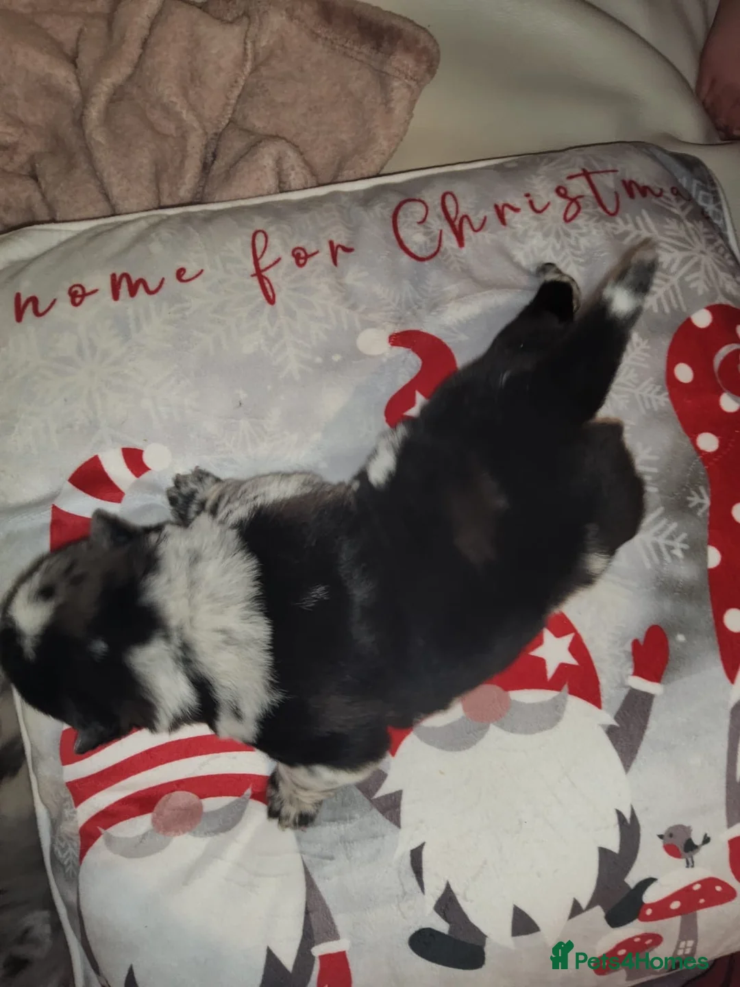 Chow Chow dogs for sale: Last lilac Merle male and female chow chow puppy - Advert 14