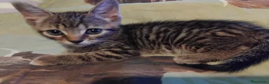 British Shorthair 1