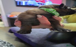 German Shepherd dogs for sale: Amazing german shepherd puppies for rehousing  - Advert 13