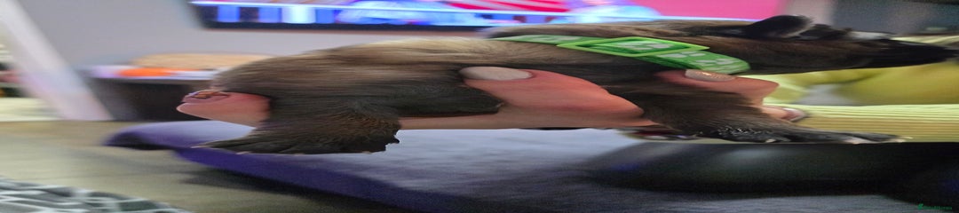 German Shepherd Puppy 4 light blue collar 