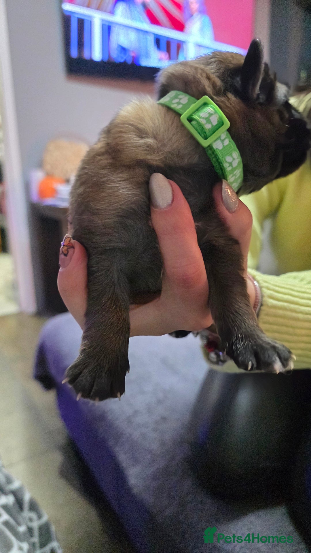 German Shepherd dogs for sale: Amazing german shepherd puppies for rehousing  - Advert 13