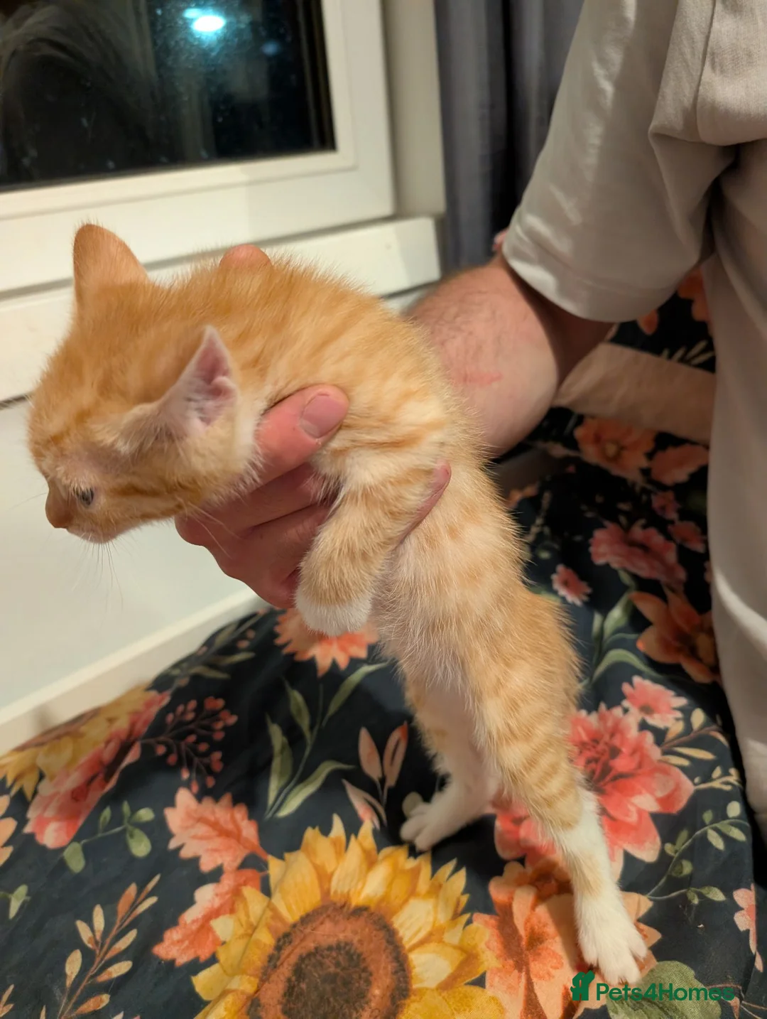 Mixed Breed cats for sale: Gorgeous Kittens Looking for Their Forever Homes in West Calder - Advert 2