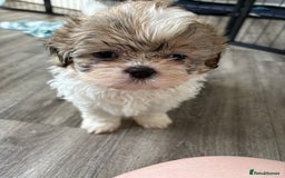 Shih Tzu dogs for sale: 4 Shih tzu girls  - Image 21