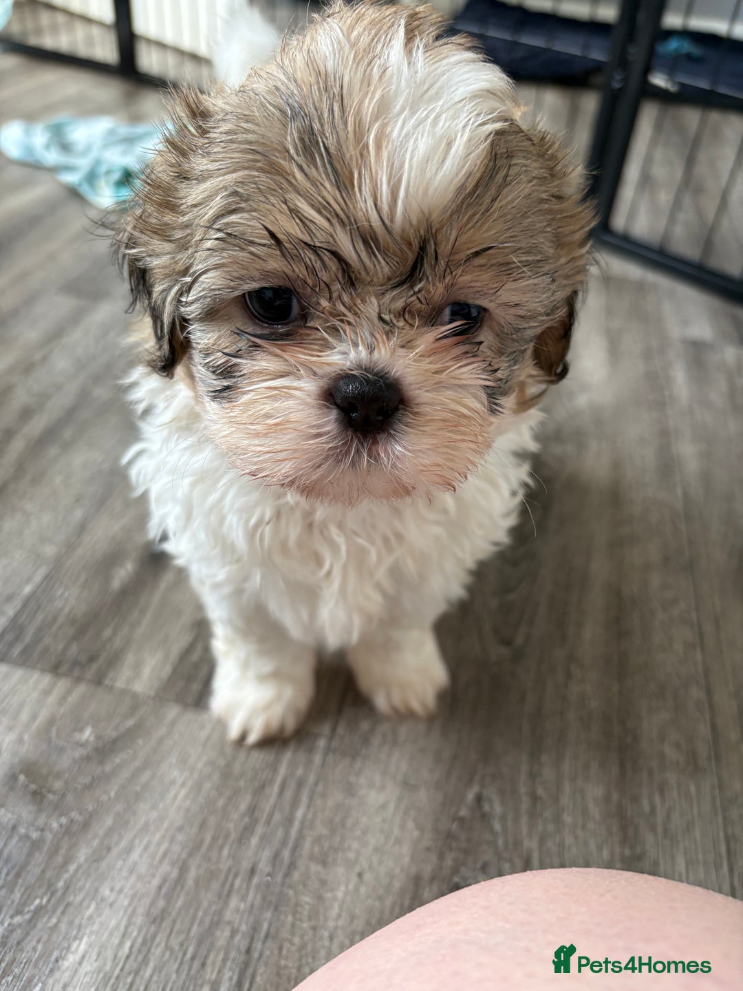 Shih Tzu dogs for sale: 4 Shih tzu girls  - Image 21