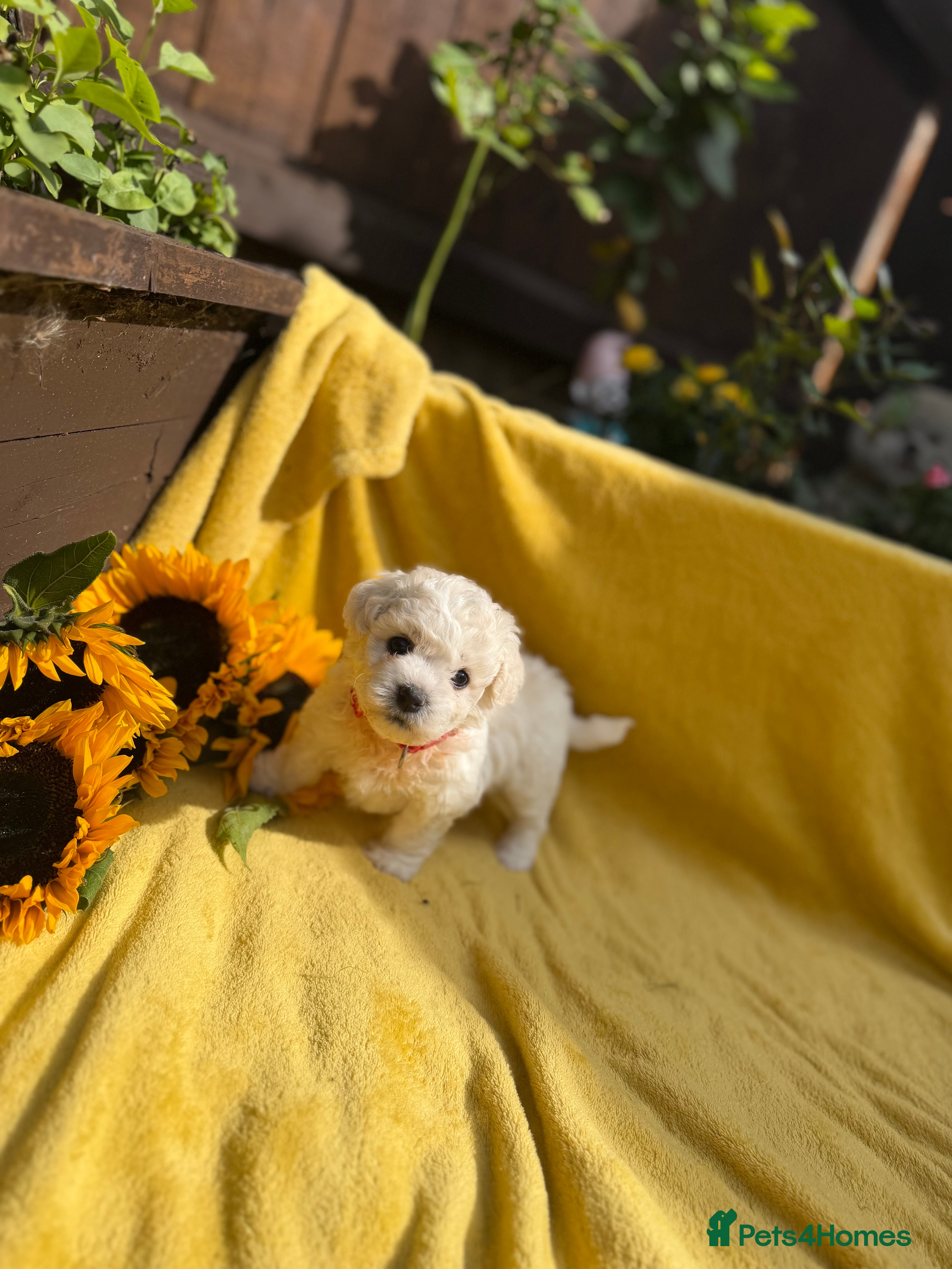Bichon Frise dogs ⭐️Gorgeous Bichon Frise Puppies Available ⭐️ - Advert 2