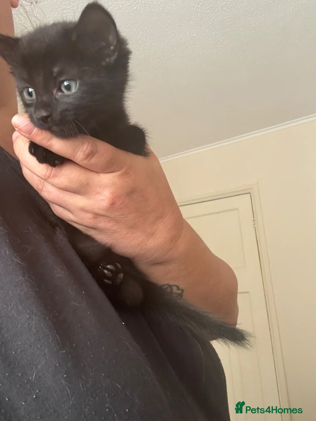 Domestic Shorthair cats for sale: 3 love black cats and one tabby  - Advert 8