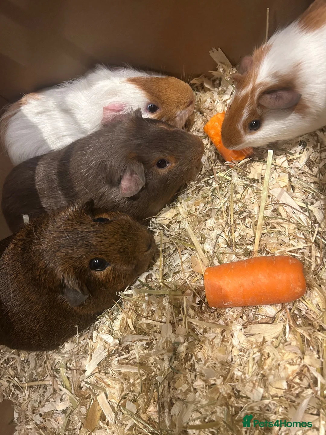 Guinea Pig rodents for sale: Gorgeous coloured male guinea pigs for sale   in Woking - Advert 1
