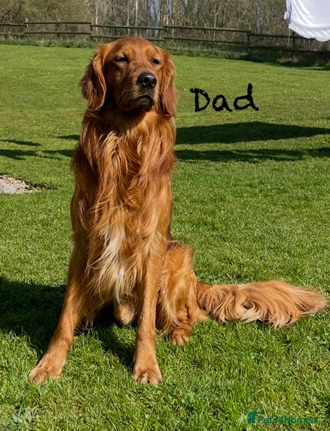 Golden Retriever dogs for sale: KC Reg Golden/Red Working Strain Retriever Puppies - Image 6