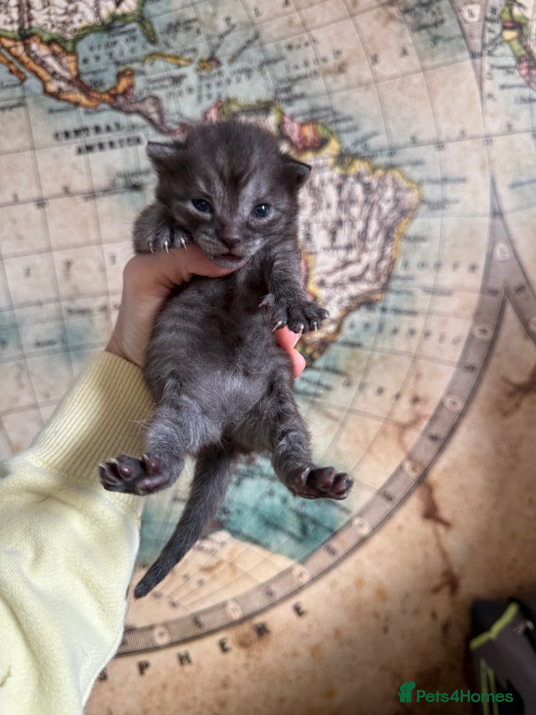 Bengal cats for sale: Bengal Cross Kittens - Image 7