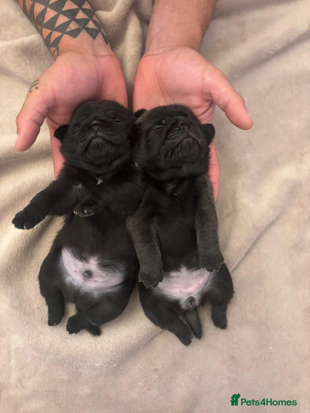 Pug dogs for sale: Gorgeous KC Registered Pug Puppies - Advert 2