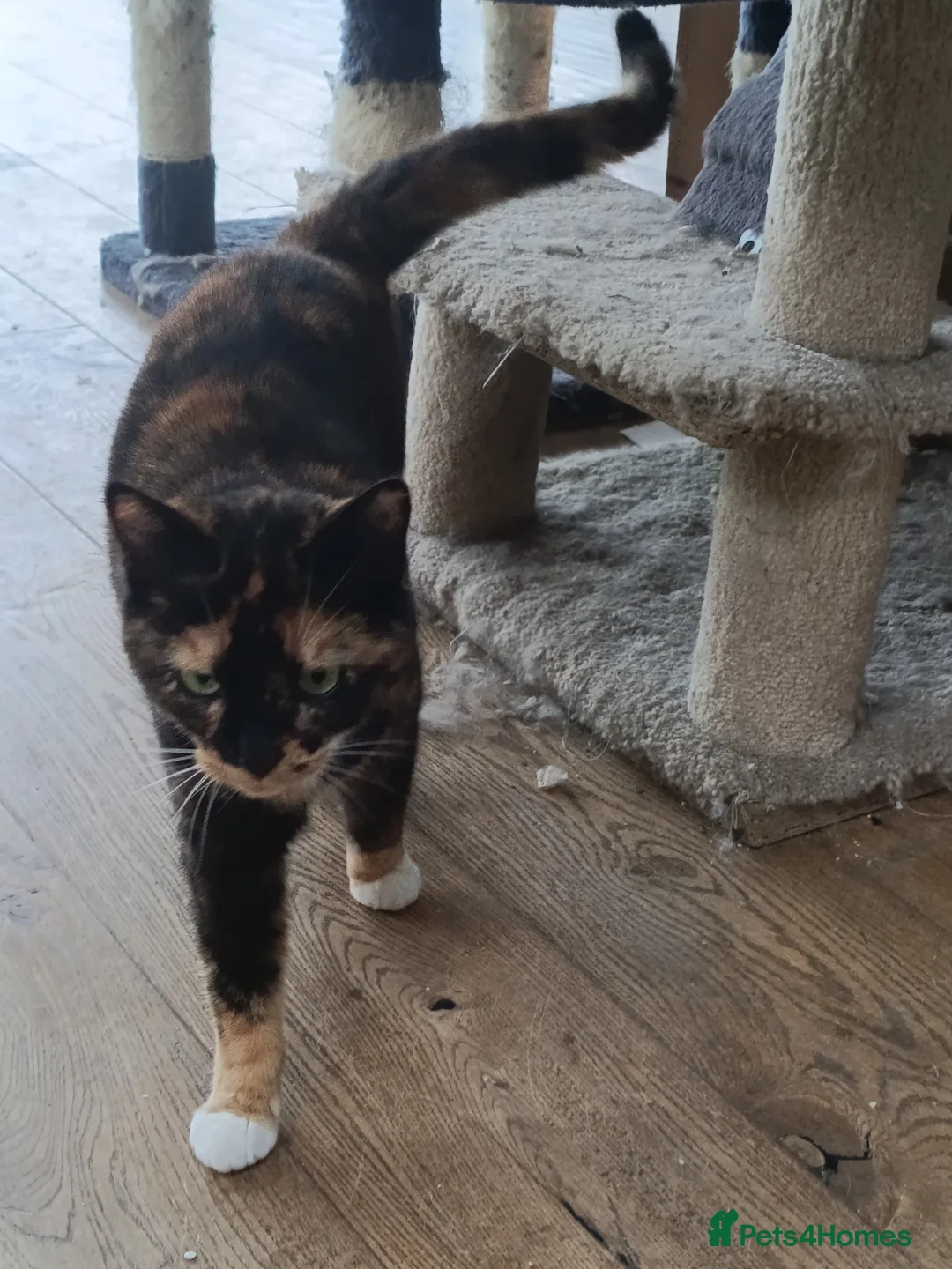 Mixed Breed cats for sale: 5 star home wanted! - Advert 9