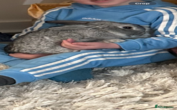 Mini Lop rabbits for sale: Mini lop male rabbit - Image 2