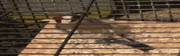 Finches birds for sale: Female gold finch  in Pinner - Advert 8