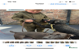 Patterdale Terrier dogs for sale: Patterdale terrier pups  - Image 24