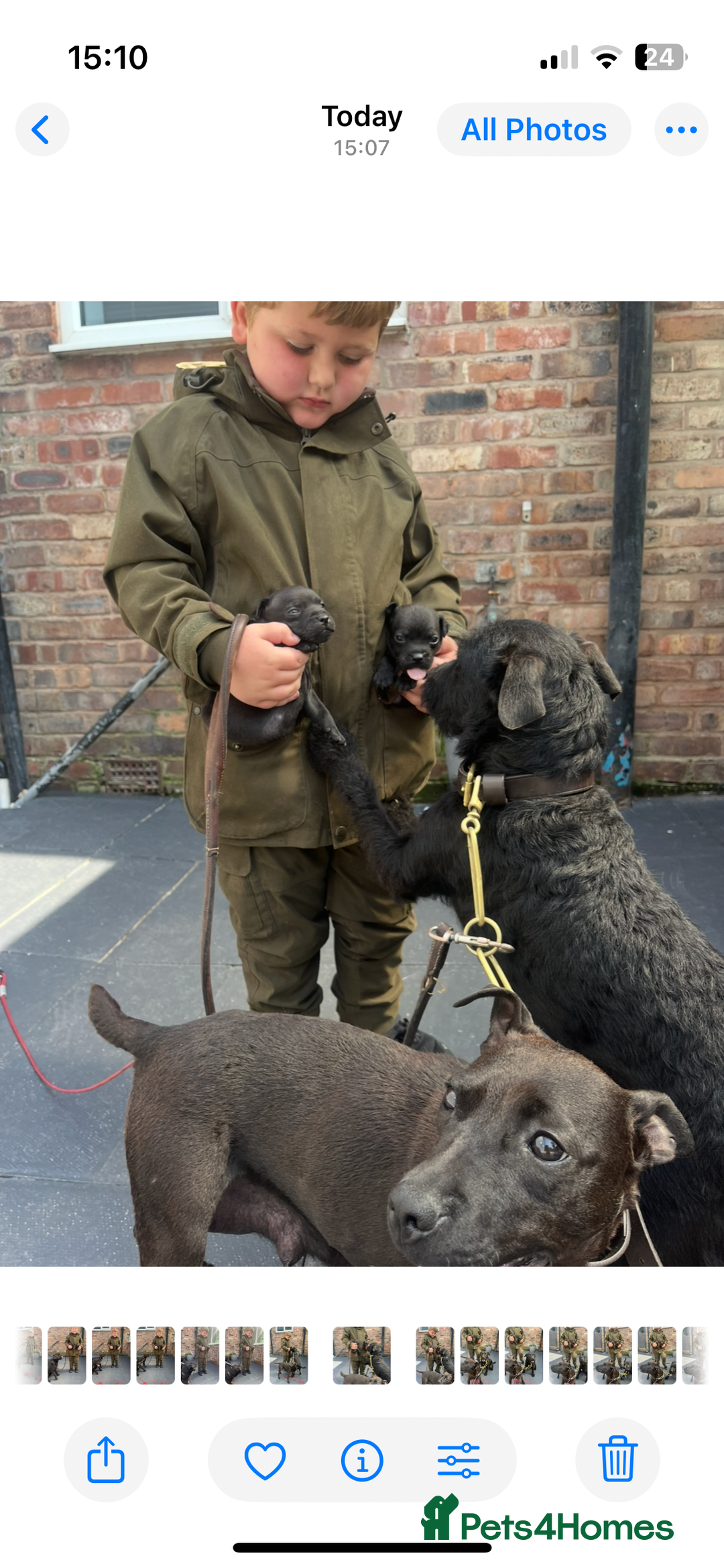 Patterdale Terrier dogs for sale: Patterdale terrier pups  - Image 24