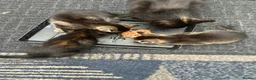 Mixed Breed cats for sale: 3 little baby kittens for sale  - Advert 15