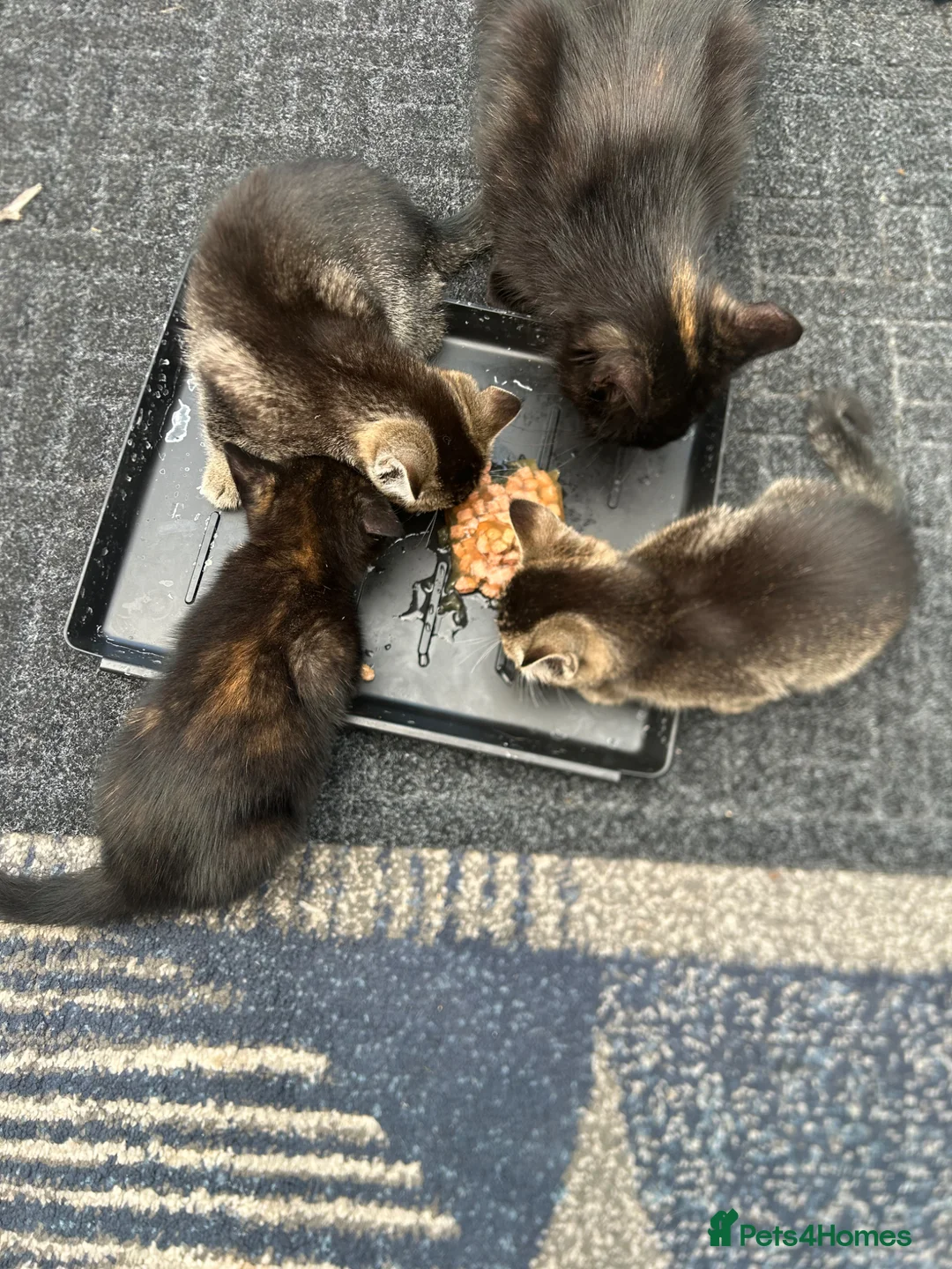 Mixed Breed cats for sale: 3 little baby kittens for sale  - Advert 15