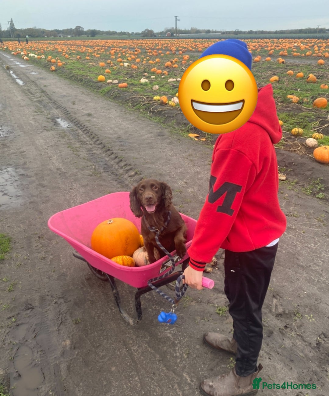 Cocker Spaniel dogs for stud: Cocker spaniel dog for stud  - Advert 5