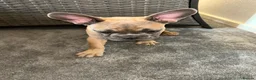 French Bulldog dogs for sale: French Bulldog  - Advert 4