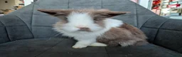 Lionhead rabbits for sale: Fluffy BE Lionhead Rabbits for Sale  - Advert 31